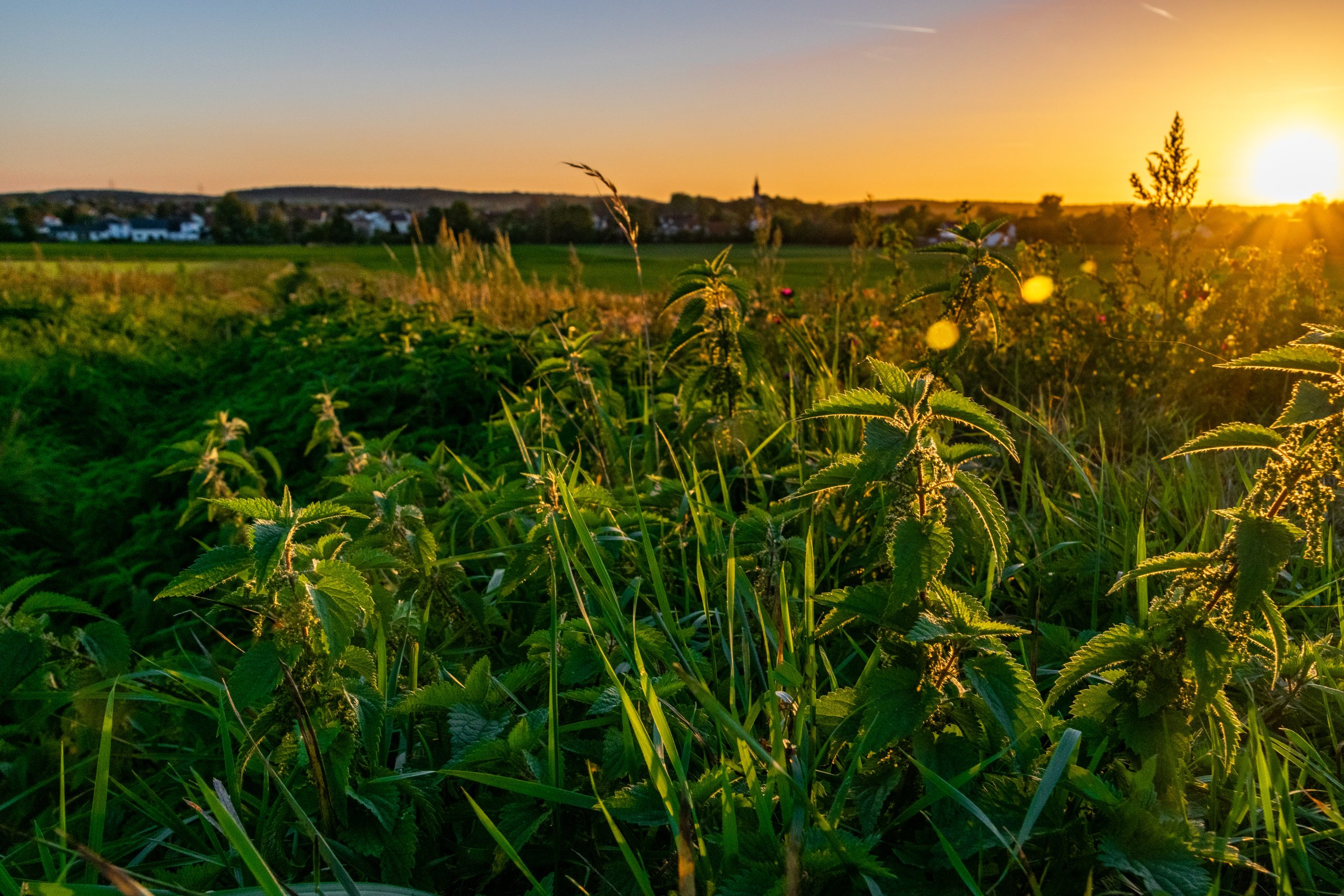 plants-growing-field-against-sky-sunset