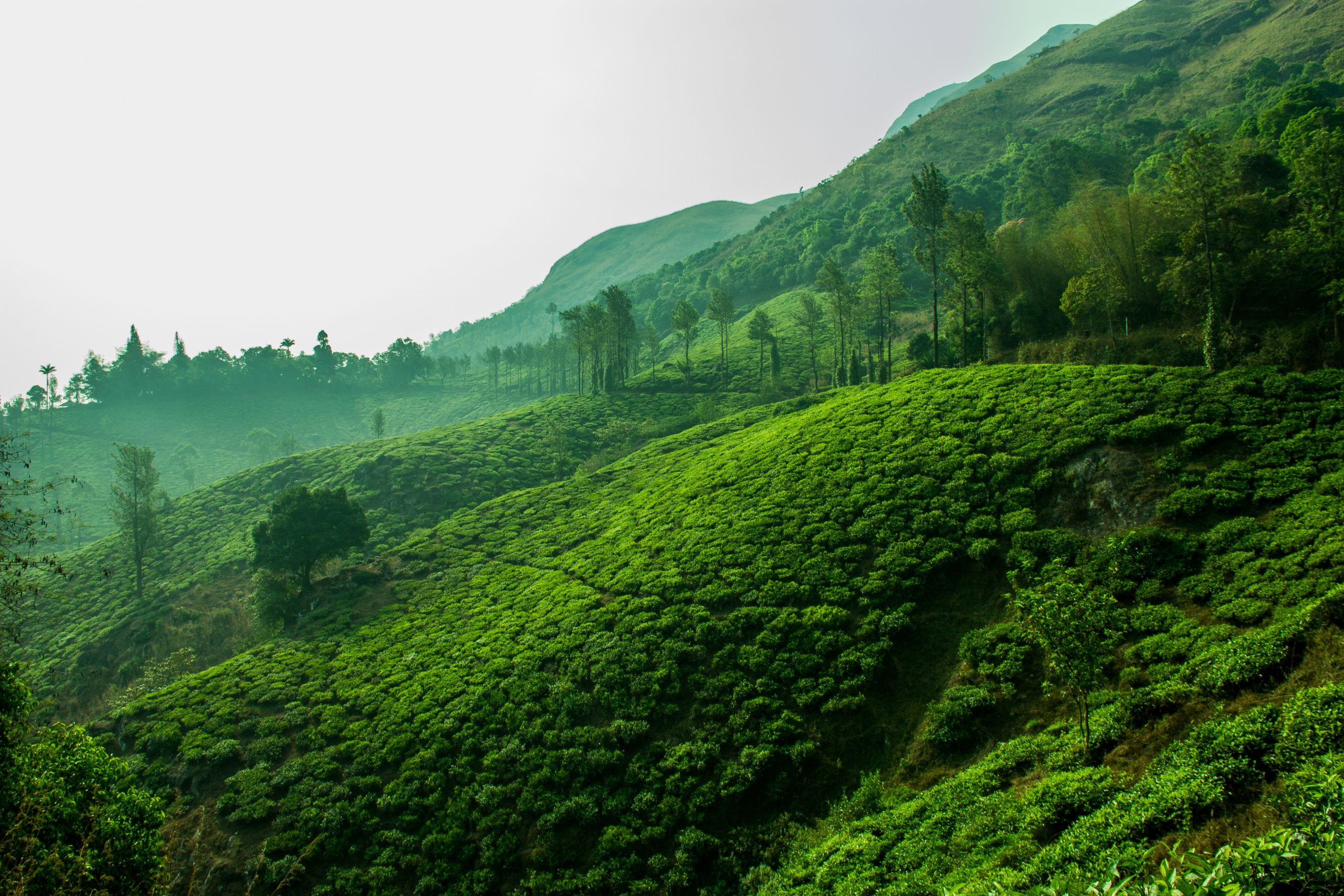 scenic-shot-lush-foliage-against-clear-sky