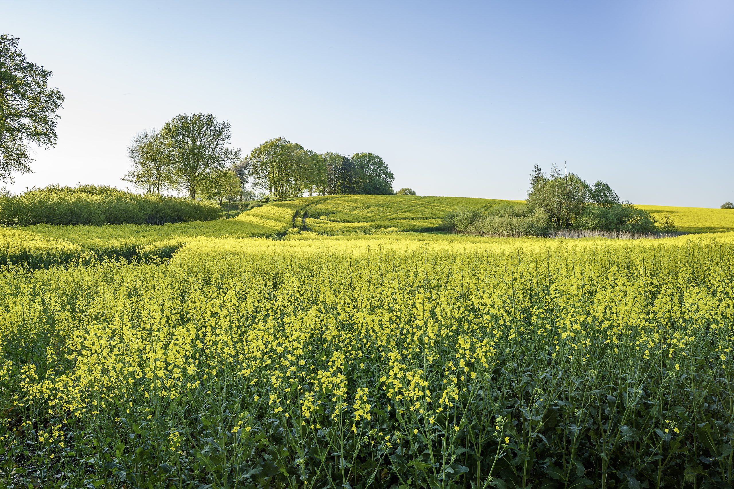 scenic-view-agricultural-field-against-sky (1)